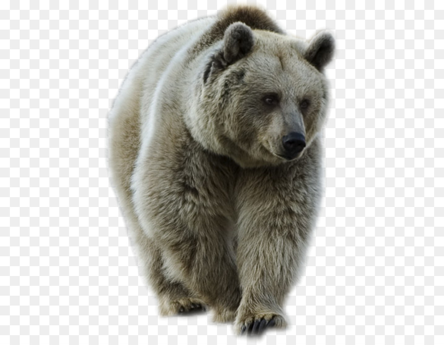 Oso Polar，Blanco PNG