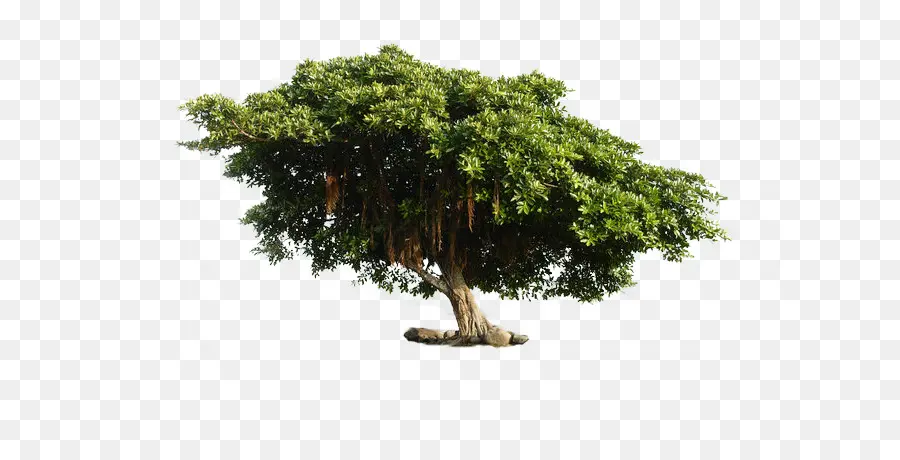 árbol Verde，Naturaleza PNG