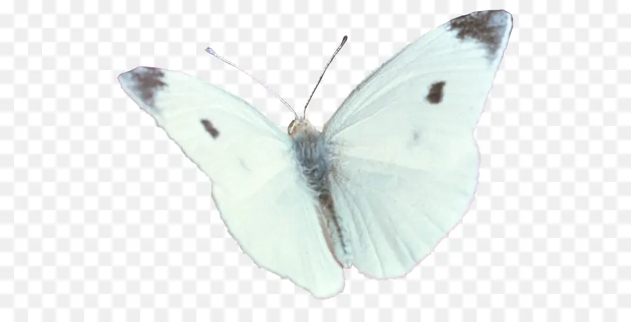 Brushfooted Mariposas，Pieridae PNG