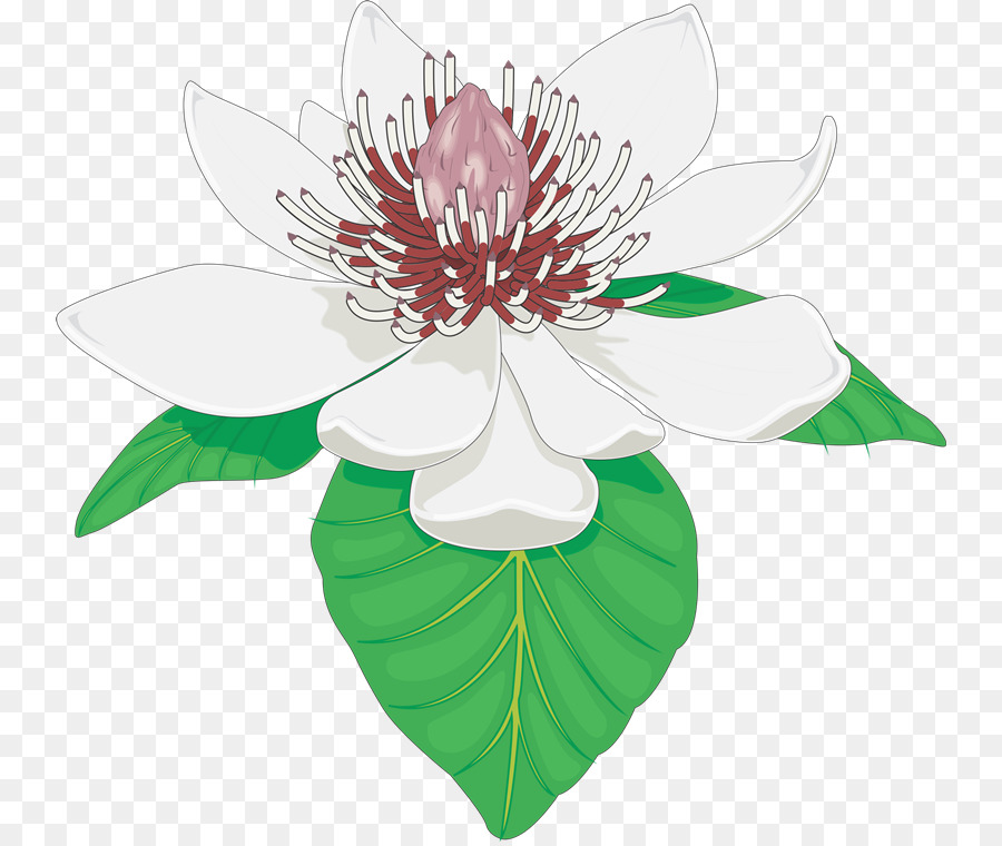 Flor Blanca，Pétalos PNG