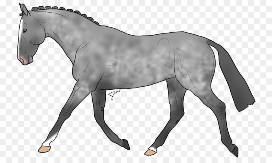 Caballo，Equino PNG