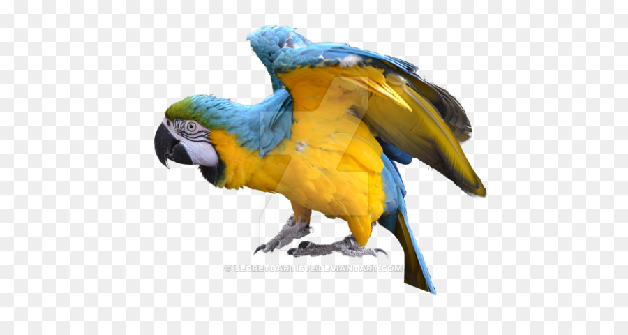 Guacamayo，Blueandyellow Guacamayo PNG