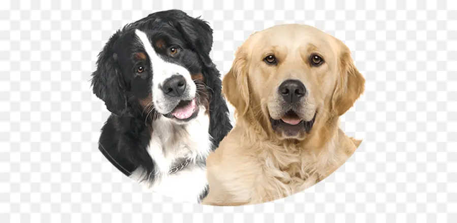 Perros，Mascotas PNG