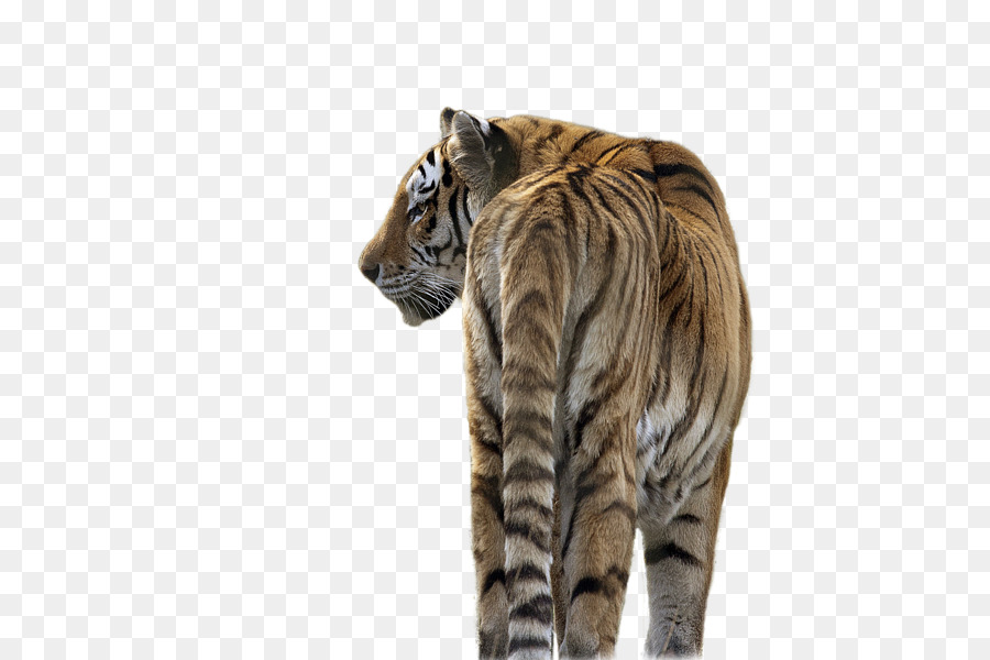 Gato，Tigre Siberiano PNG