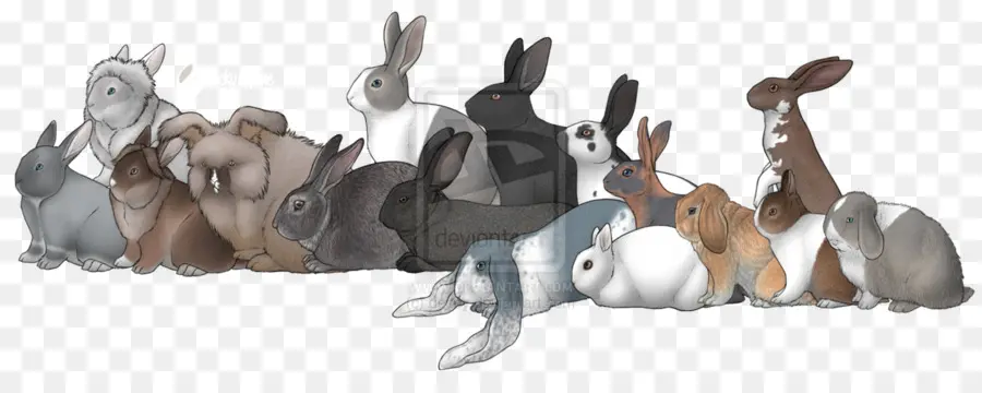 Holland Lop，Holandés De Conejo PNG