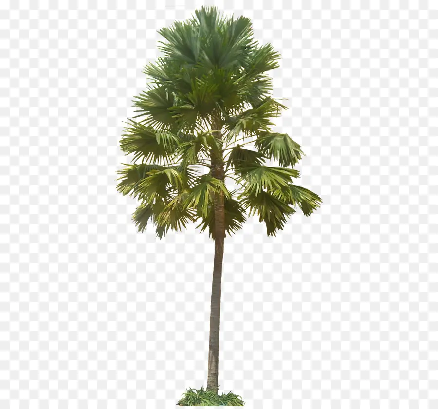 Palm Palmyra Asiática，Arecaceae PNG