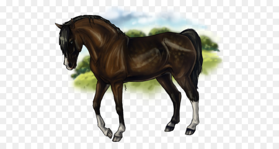 Stallion，Mustang PNG