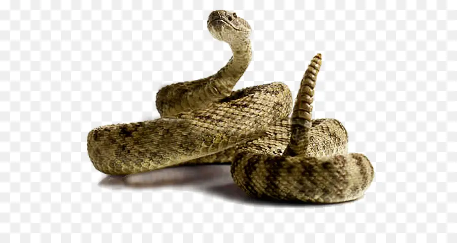 La Serpiente，La Serpiente De Cascabel PNG