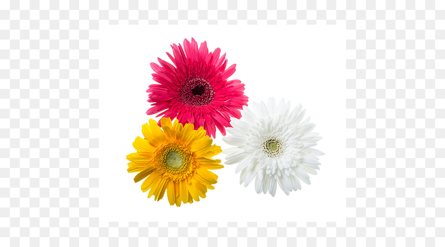 Transvaal Daisy，Las Flores Cortadas PNG