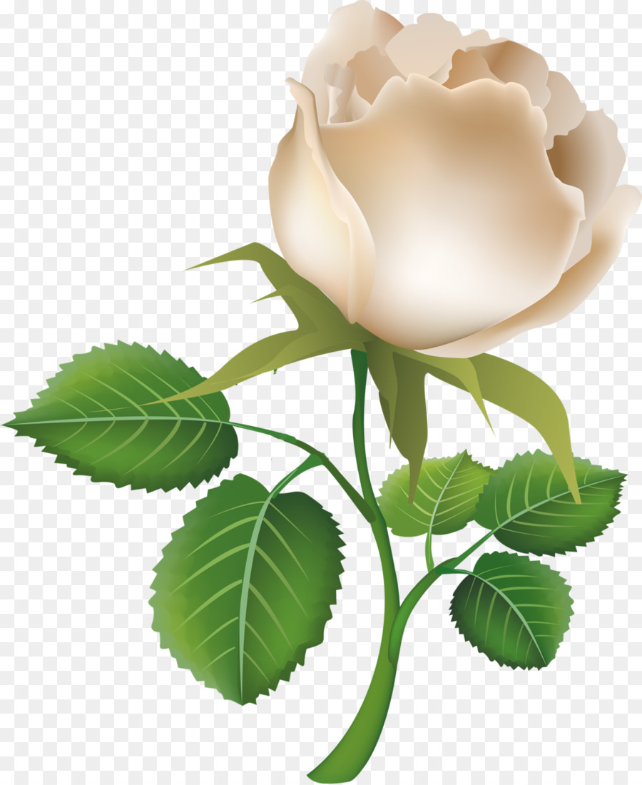 Rosa，Flor PNG