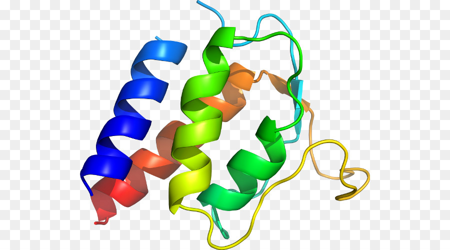 Estructura De La Proteína，Biología PNG