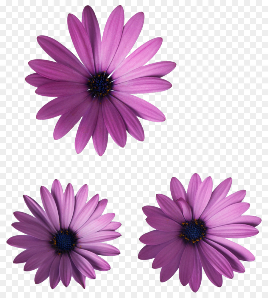 Flores，Florecer PNG