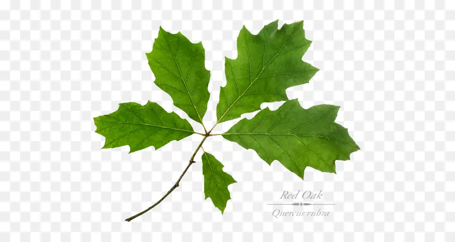 Hoja De Roble Rojo，Árbol PNG