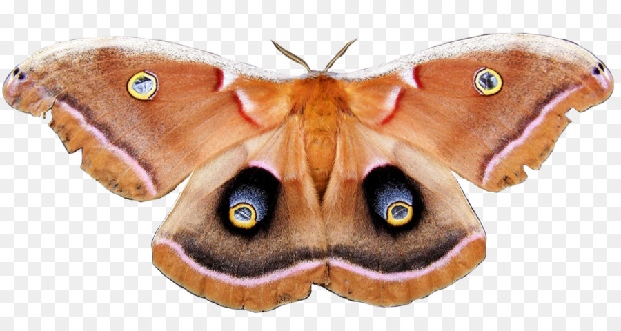Метелик，Polifemo Polilla PNG