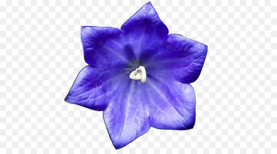 Campanula，No PNG