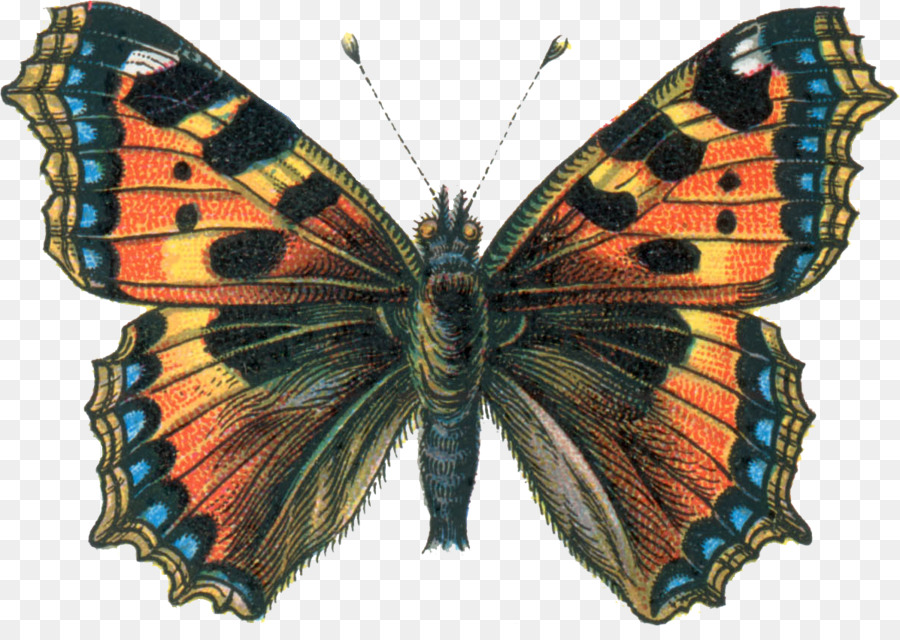 La Mariposa Monarca，Mariposa PNG