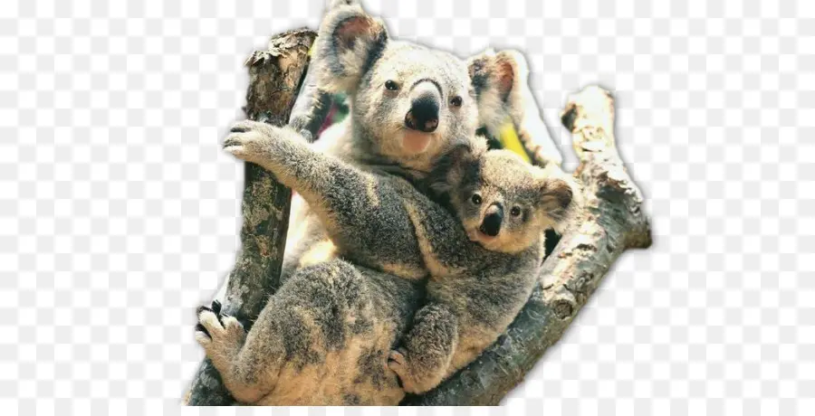 Koala，Australia Zoo PNG