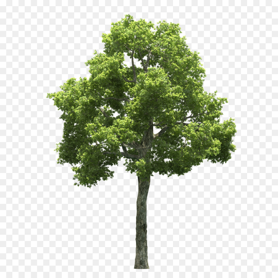 árbol，Arbusto PNG