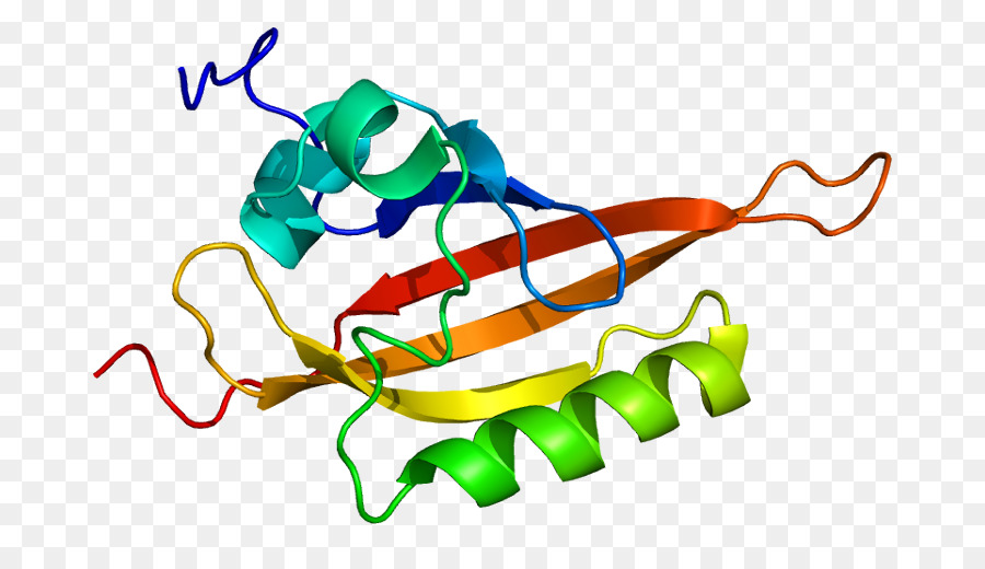 Estructura De La Proteína，Molécula PNG