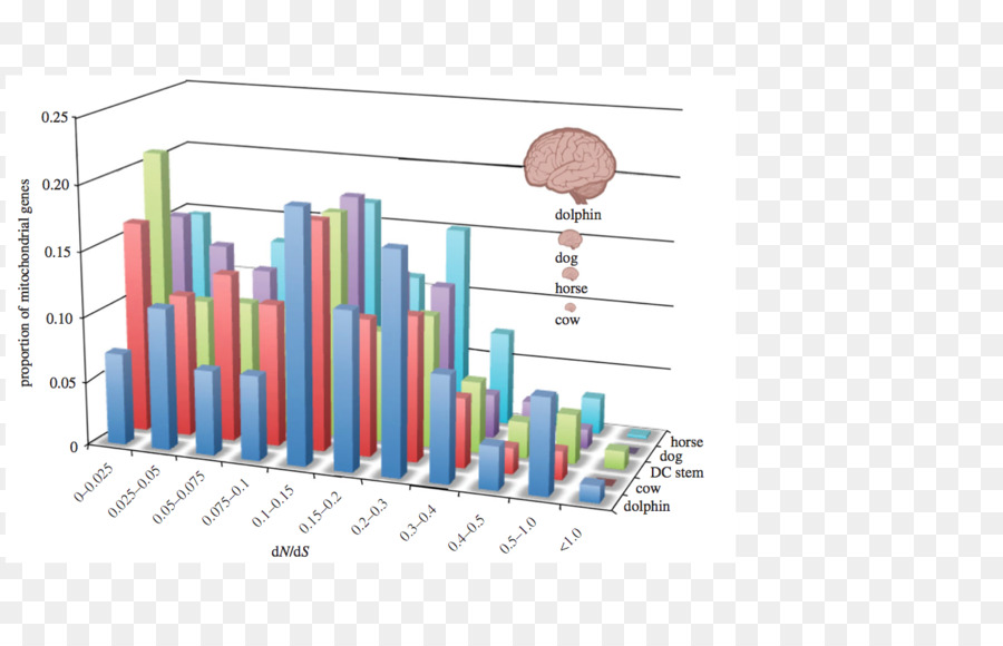 El Tamaño Del Cerebro，Cerebro PNG