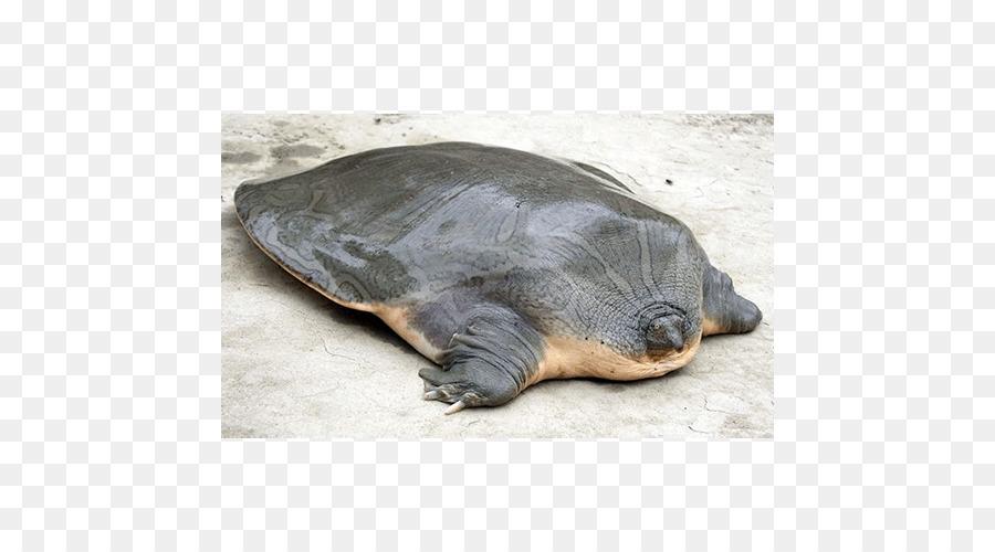 Tortuga，Tortuga De Softshell Gigante Yangtze PNG