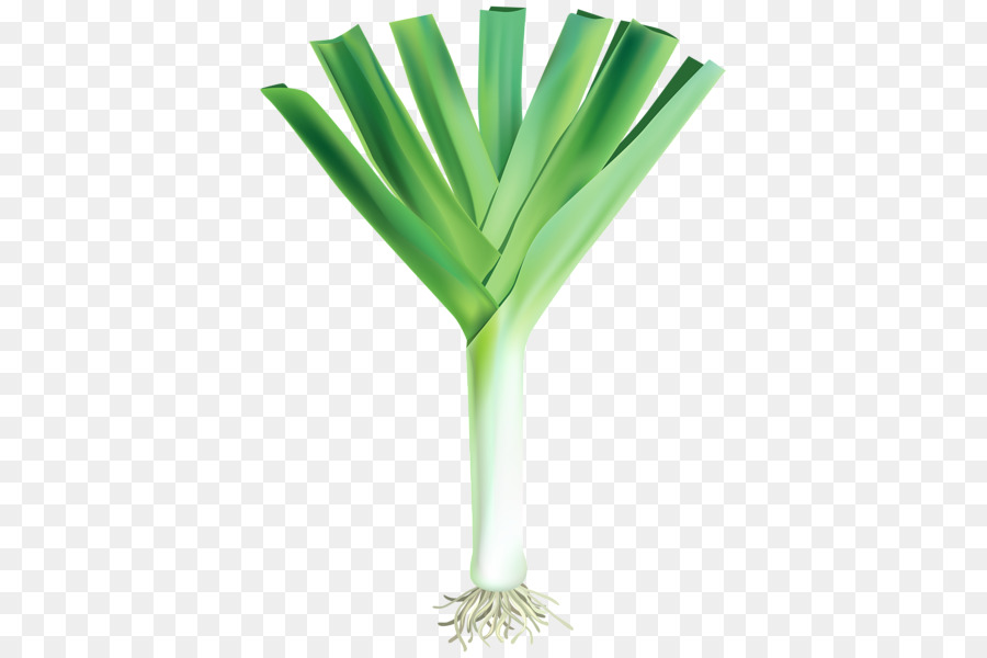 Vegetal，Jardines De Cuentas Por Cobrar PNG