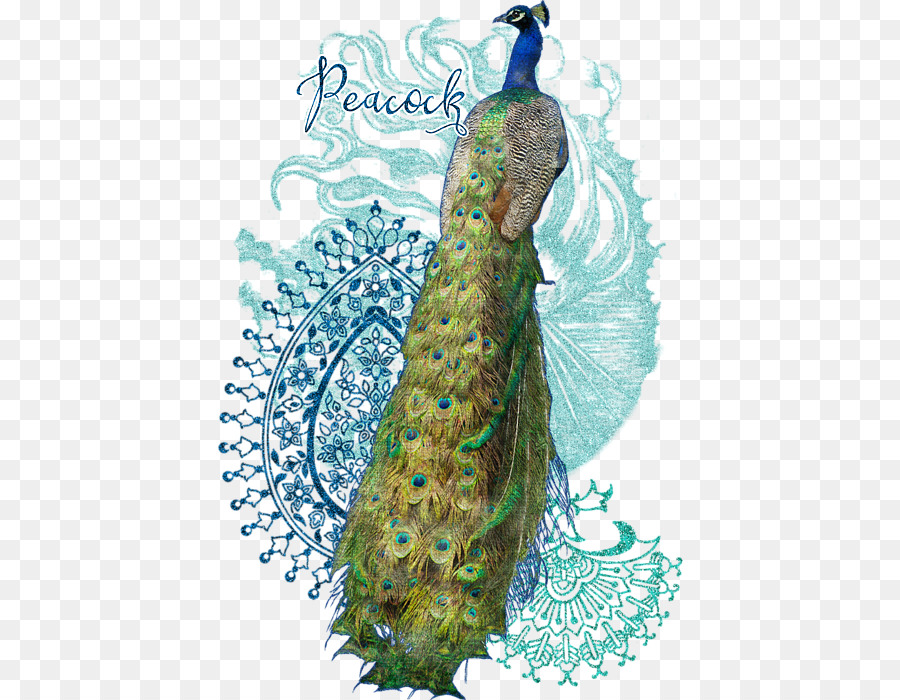 Pavo Real，Plumas PNG