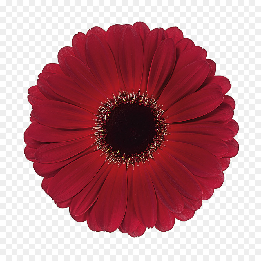 Transvaal Daisy，Servilletas De Tela PNG