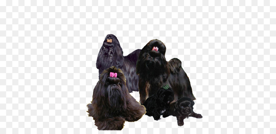 Affenpinscher，Scottish Terrier PNG