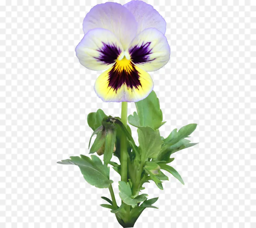 Pansy，Flor PNG