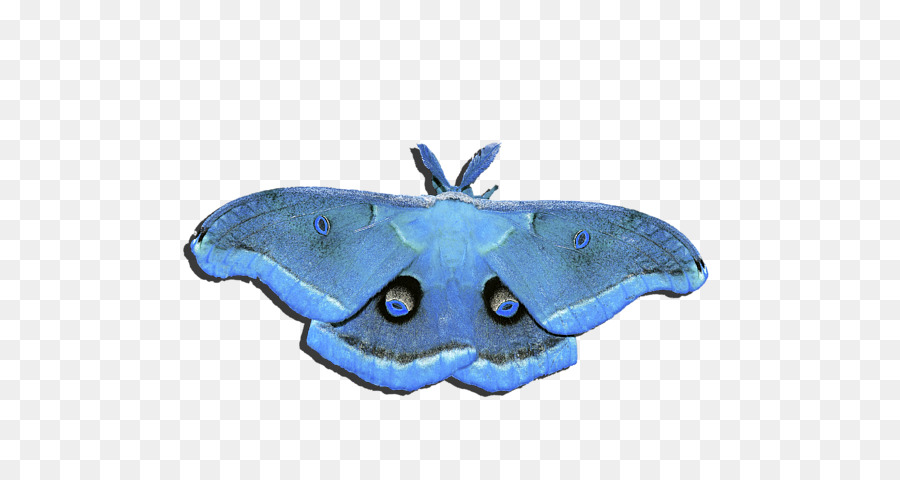 Mariposa，Polilla PNG