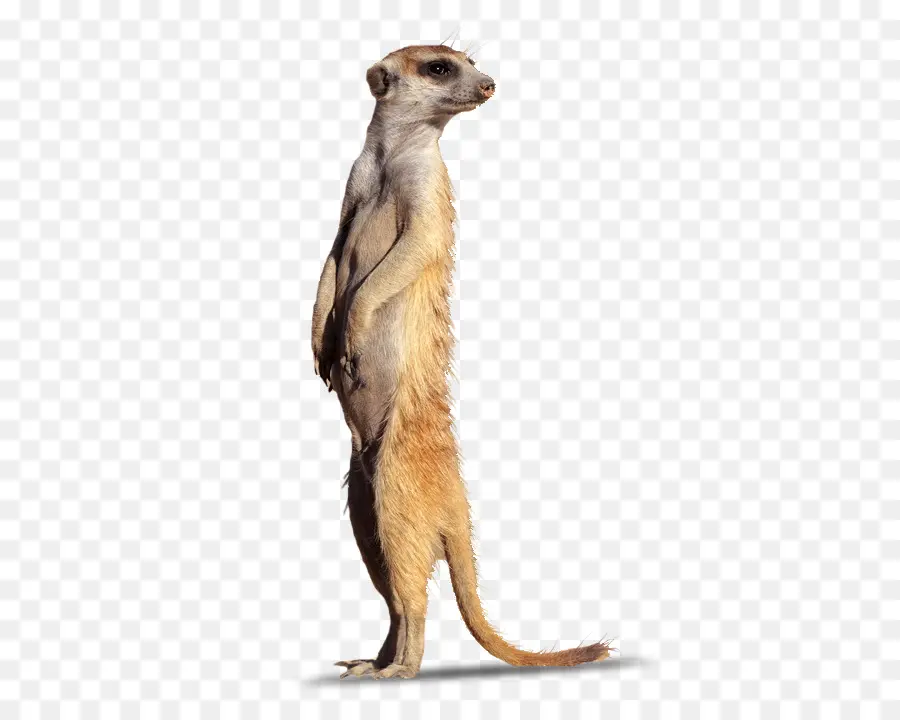 Suricata，Fauna PNG