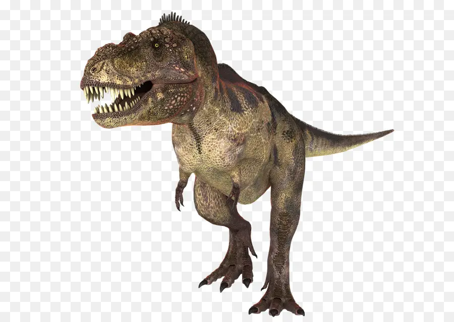 Tiranosaurio Rex，Dientes PNG