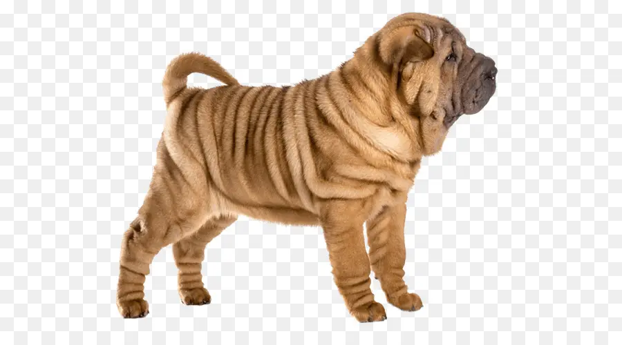 Perro Shar Pei，Arrugado PNG