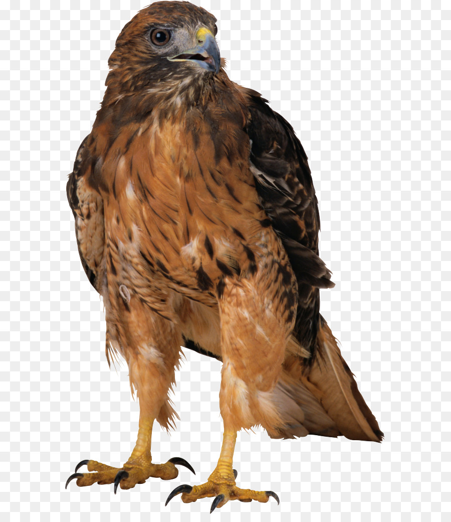 Pájaro，La Fotografía PNG