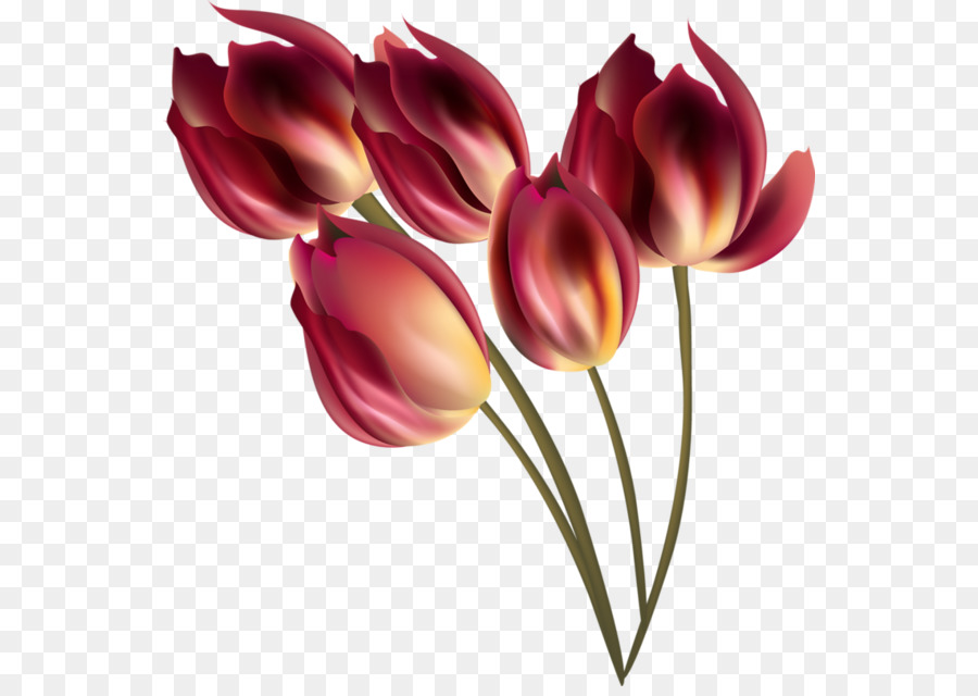 Tulip，Flor PNG