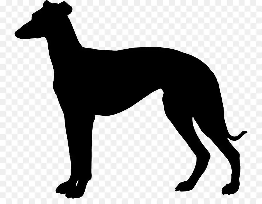 Lebrel Italiano，Greyhound PNG