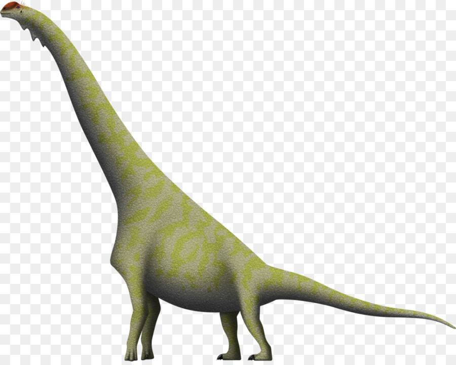 Brachiosaurus，Diplodocus PNG