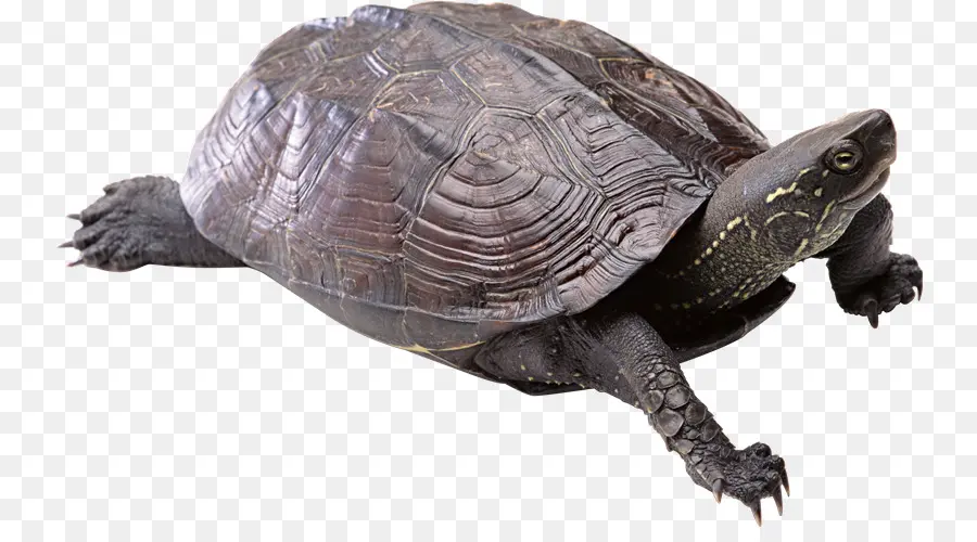 Tortuga，Reptil PNG