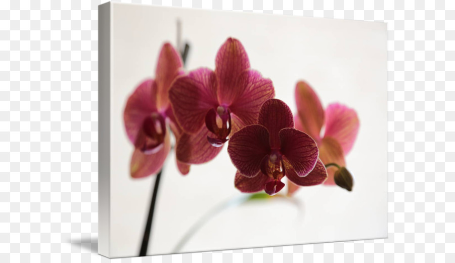 La Polilla De Las Orquídeas，Diseño Floral PNG