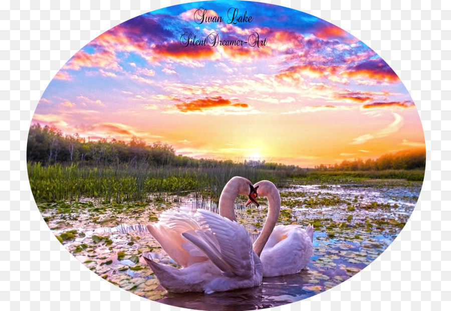 Cisnes Al Atardecer，Cisnes PNG