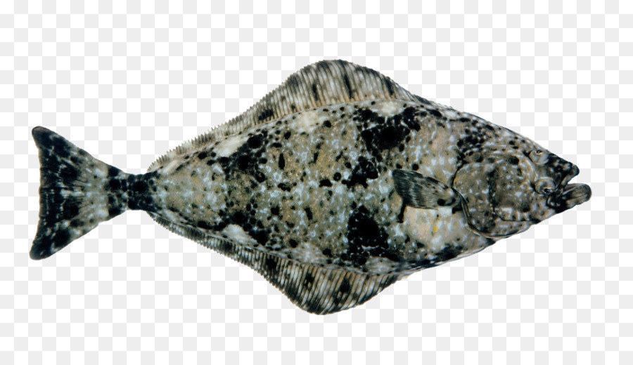 Halibut，Fletán PNG