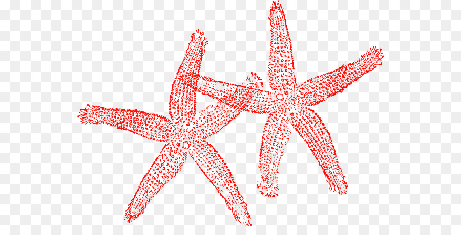 Estrella De Mar，Océano PNG