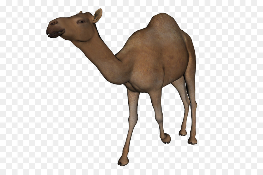 Camello，Camel Como Mamífero PNG