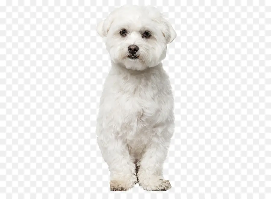 Perro Maltés，Bichon Frisé PNG