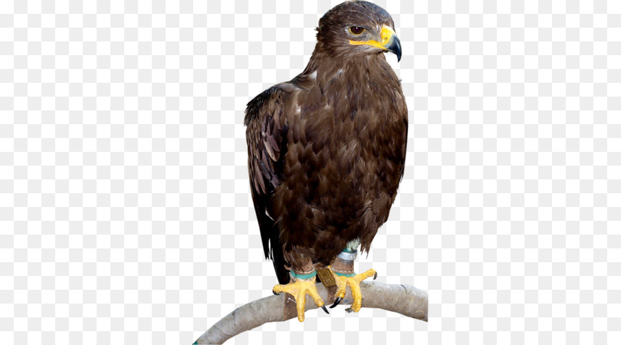 águila Calva，Hawk PNG