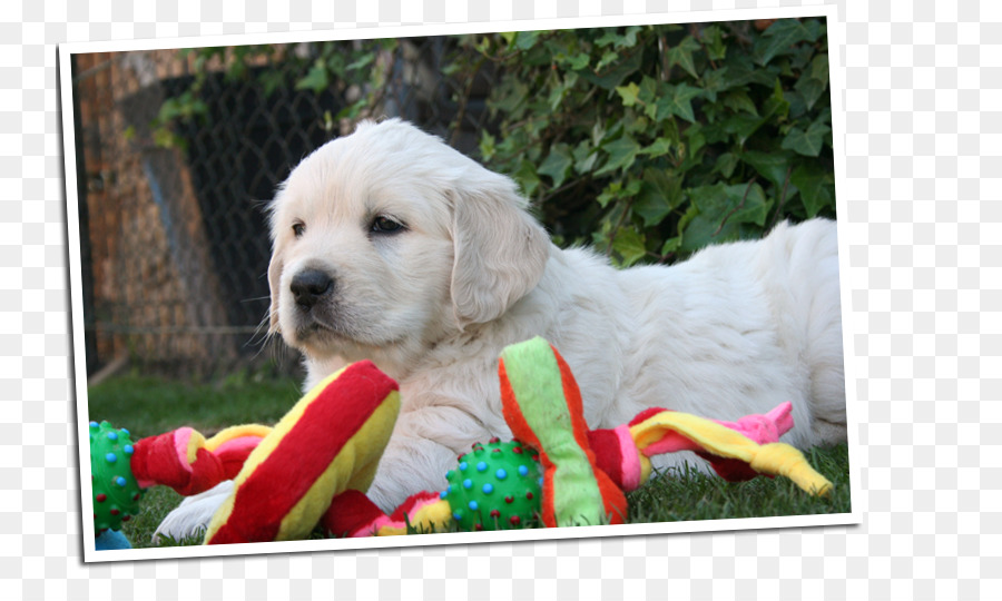 Golden Retriever，Labrador Retriever PNG