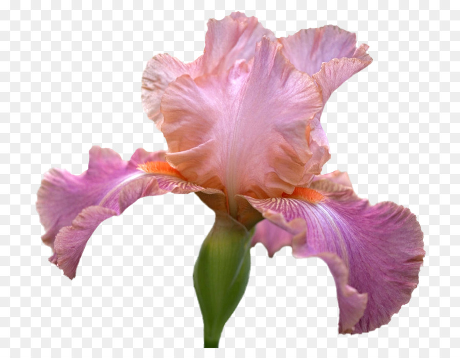 Iris，Flor PNG