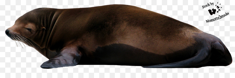 Foca Dormida，Marina PNG