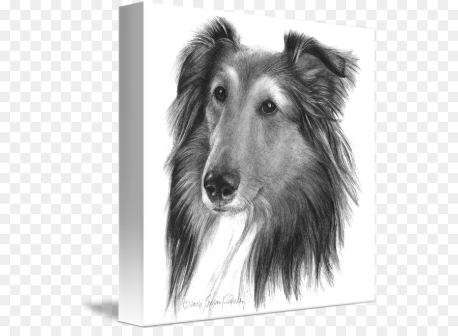 Rough Collie，Shetland PNG